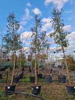 Eucalyptus gunnii Azura