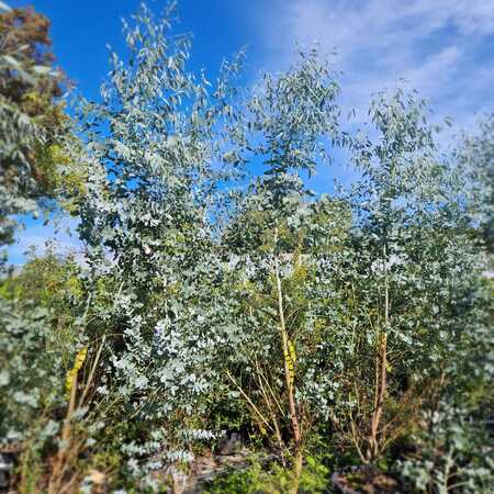 Eucalyptus pulverulenta Baby Blue