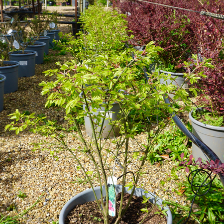 Euonymus alatus Compactus