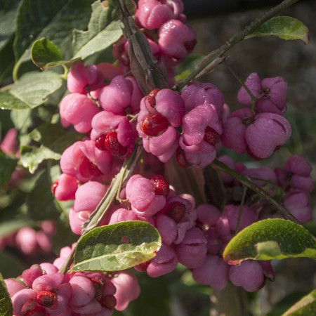 Euonymus eur. Red cascade