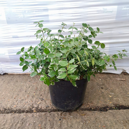 Euonymus for. Emerald Gaiety