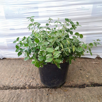 Euonymus for. Emerald Gaiety