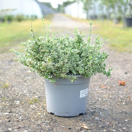 Euonymus for. Emerald Gaiety