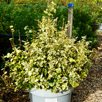 Euonymus for. Emerald n Gold