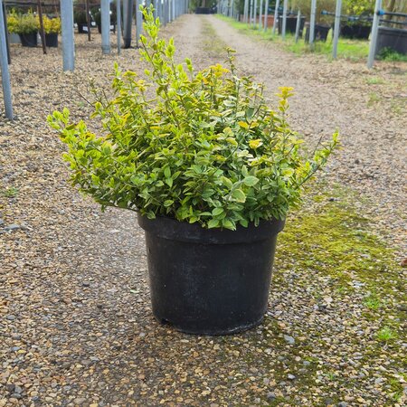 Euonymus for. Emerald n Gold