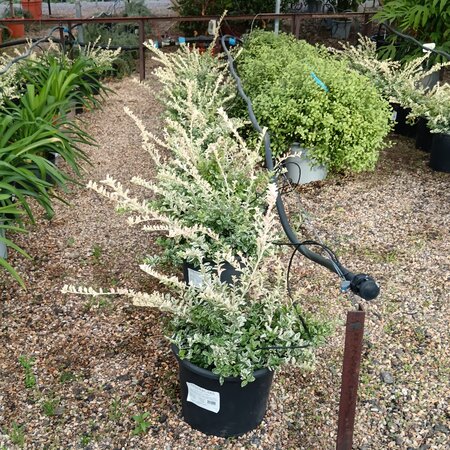 Euonymus for. Harlequin