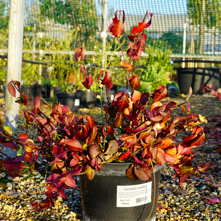 Euonymus for. Horts Blaze