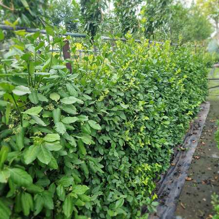 Euonymus for. Horts Blaze
