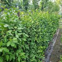 Euonymus for. Horts Blaze