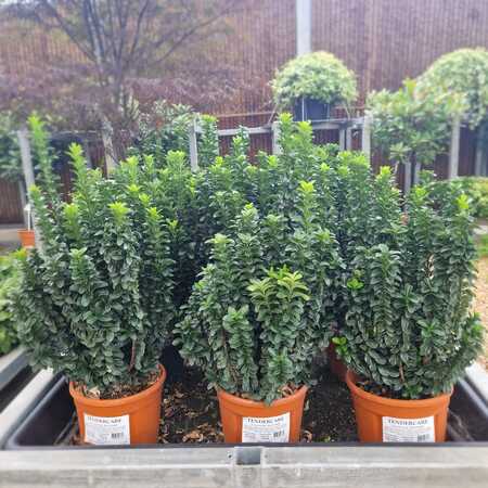 Euonymus jap. Benkomasaki