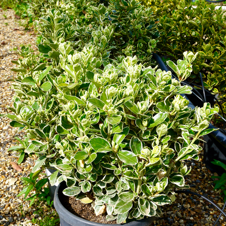 Euonymus jap. Kathy