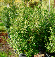 Euonymus japonicus