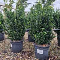 Euonymus jap. Green Spire