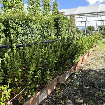 Euonymus japonicus Green Spire