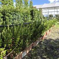 Euonymus japonicus Green Spire