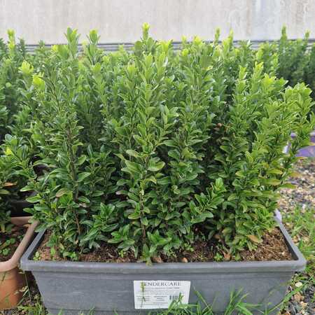 Euonymus japonicus Green Spire