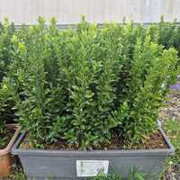 Euonymus japonicus Green Spire