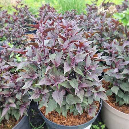 Eupatorium rugosum Chocolate