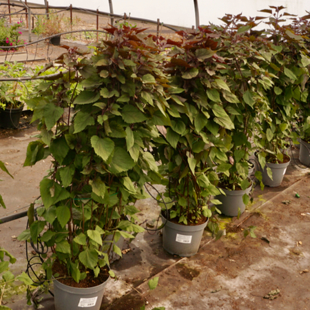 Eupatorium rugosum Chocolate