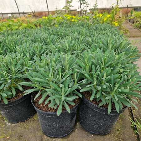 Euphorbia characias subsp. wulfenii - image 2