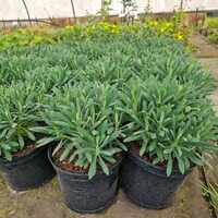 Euphorbia characias subsp. wulfenii - image 2