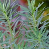 Euphorbia characias subsp. wulfenii - image 1