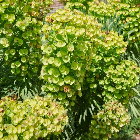 Euphorbia characias subsp. wulfenii | Order online @ Tendercare