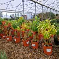 Euphorbia mellifera