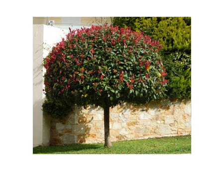 Evergreen Trees