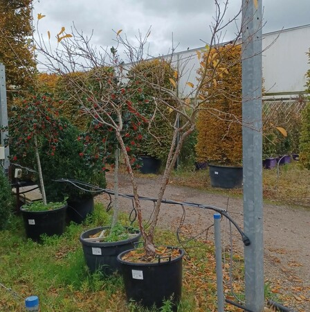 Exochorda ser. Snow White