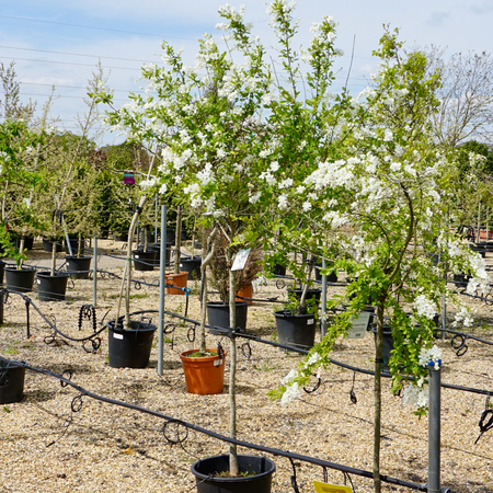 Exochorda x macrantha The Bride