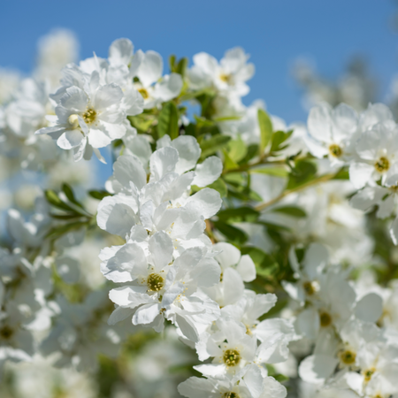 Exochorda x macrantha The Bride