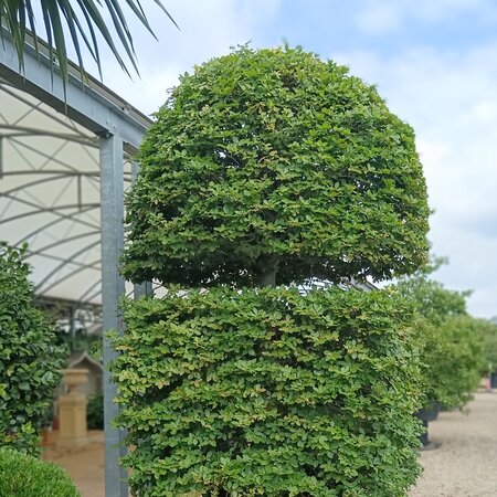 Mature Artfully Pruned