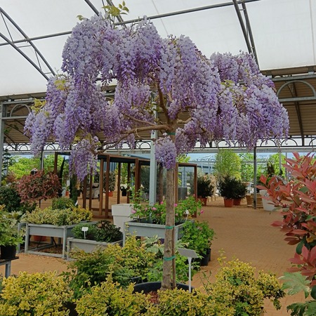 Extra Mature Climbers & Wall Shrubs