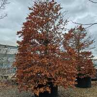 Fagus sylvatica - image 1