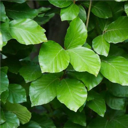 Fagus sylvatica