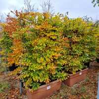 Fagus sylvatica