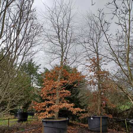 Fagus sylvatica - image 2