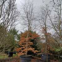 Fagus sylvatica - image 2