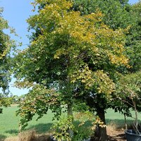 Fagus sylvatica - image 1