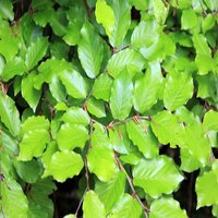 Fagus sylvatica