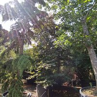 Fagus sylvatica Atropurpurea