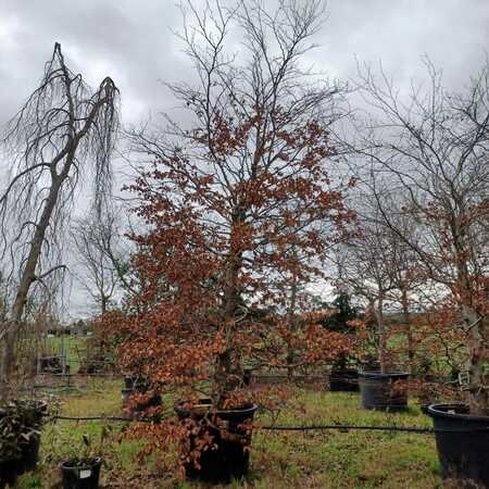 Fagus sylvatica Atropurpurea - image 2