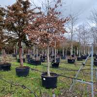 Fagus sylvatica Atropurpurea
