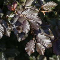 Fagus sylvatica Atropurpurea