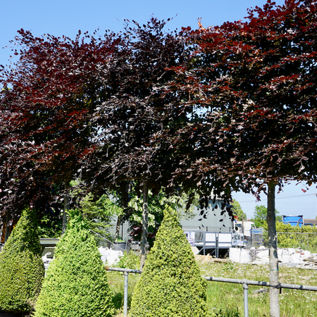 Fagus sylvatica Atropurpurea - image 1