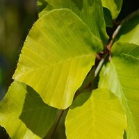 Fagus sylvatica Dawyck Gold