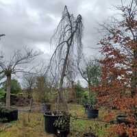 Fagus sylvatica Pendula - image 2