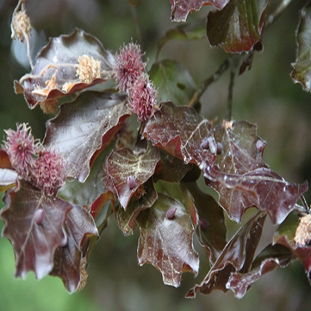 Fagus sylvatica Pendula