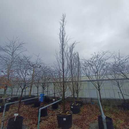 Fagus sylvatica Rohan Obelisk - image 2